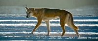 Fraser Island Wildlife