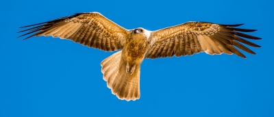 Fraser Island Birds