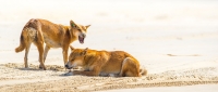 Fraser Island Mammals