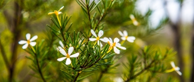 Fraser Island Plant Life