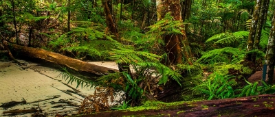 Fraser Island Vegetation